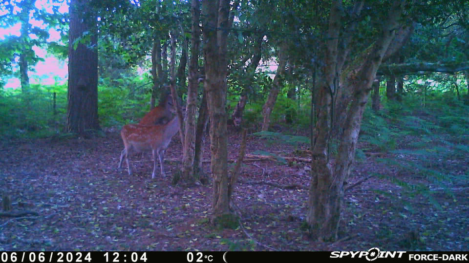 Deer and blackbird